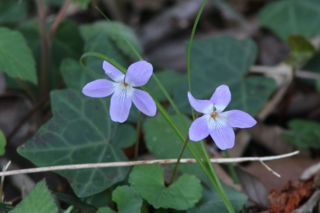 秦野市の権現山は花もいっぱい